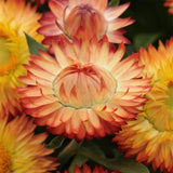 Bracteantha Strawflower