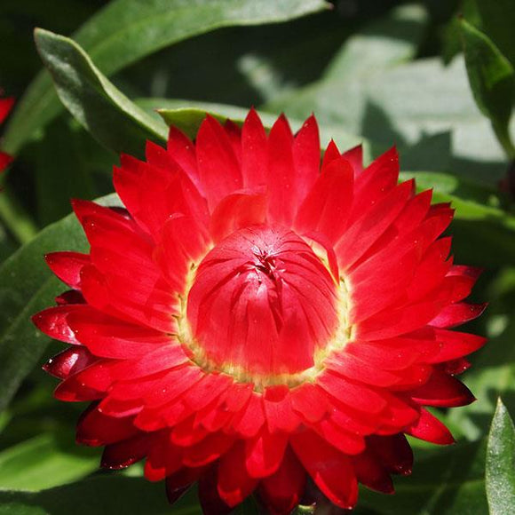 Bracteantha Strawflower