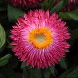 Bracteantha Strawflower