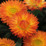 Bracteantha Strawflower