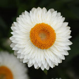 Bracteantha Strawflower