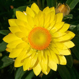 Bracteantha Strawflower