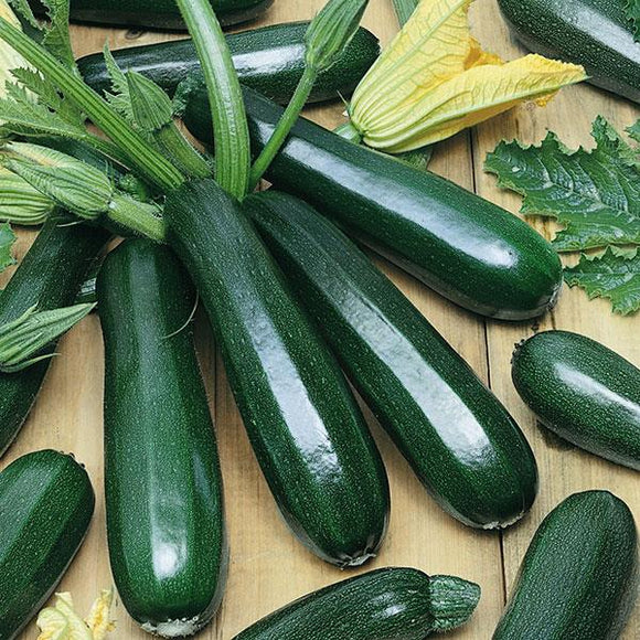 Zucchini Dark Green Squash