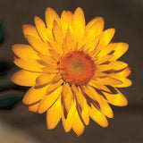 Bracteantha Strawflower