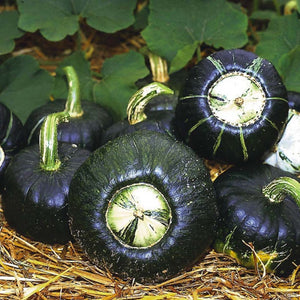 Early Buttercup Winter Squash