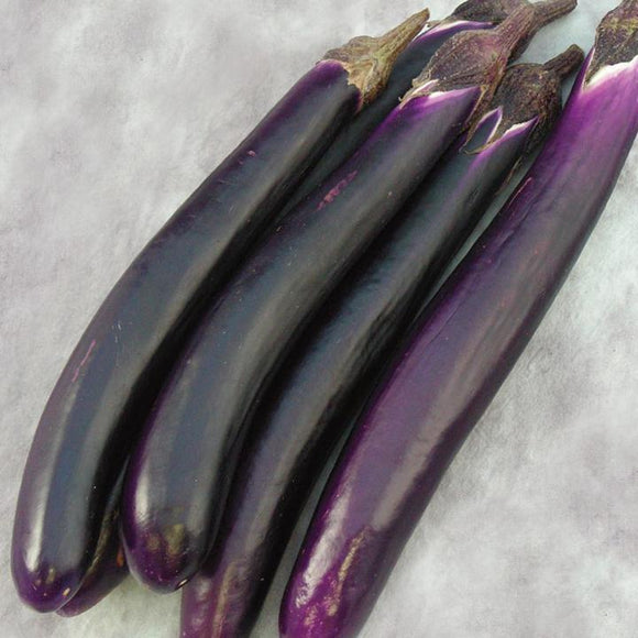 Eggplant Ping Tung Long Seed