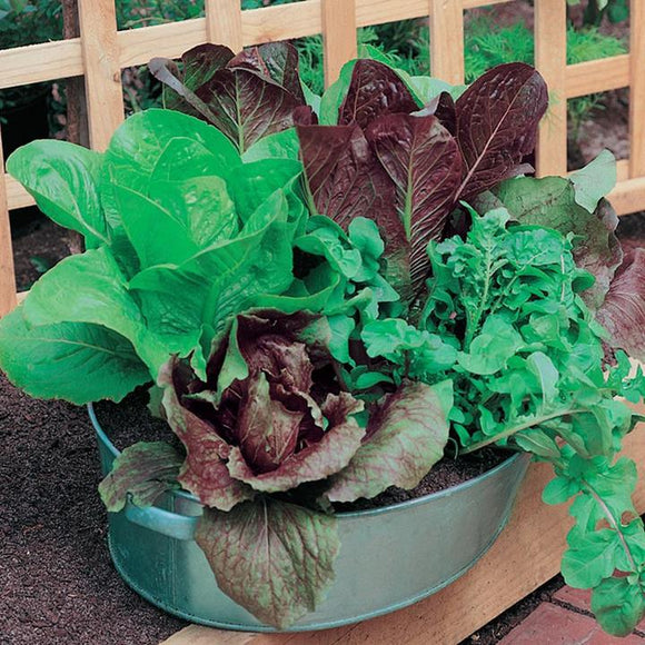 Gusto Italia Italian Salad Blend