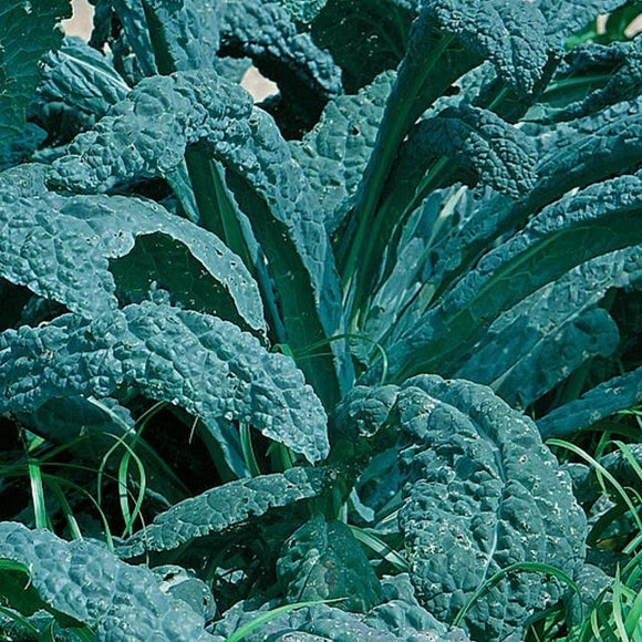 Gusto Italia Kale Cavolo Nero Lacinato Seed