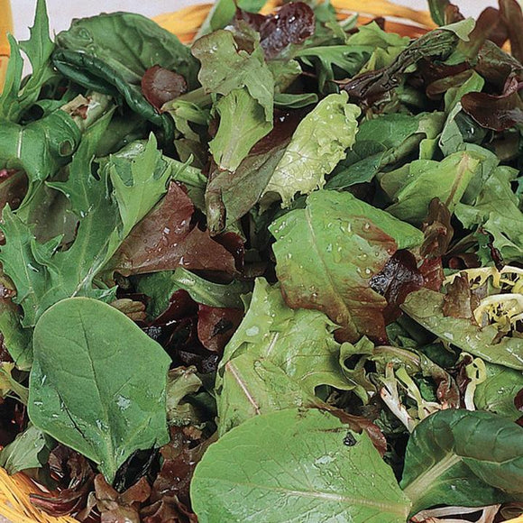 Gusto Italia Lettuce Misticanza Seed