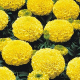 Marigolds