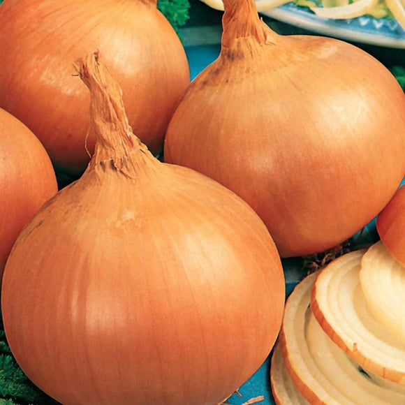 Gusto Italia Onion Valencia Seed