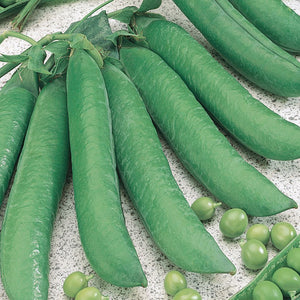 Gusto Italia Pea Meraviglia D'Italia Seed