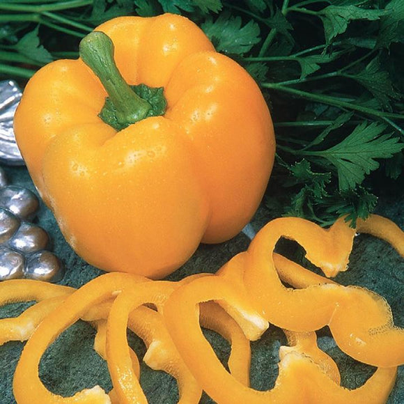 Gusto Italia Pepper Quadrato D'Asti Giallo Seed