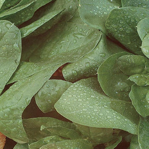 Gusto Italia Spinach Della Nuova Zelanda O Tetragonia Cornuta Seed