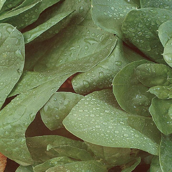 Gusto Italia Spinach Della Nuova Zelanda O Tetragonia Cornuta Seed