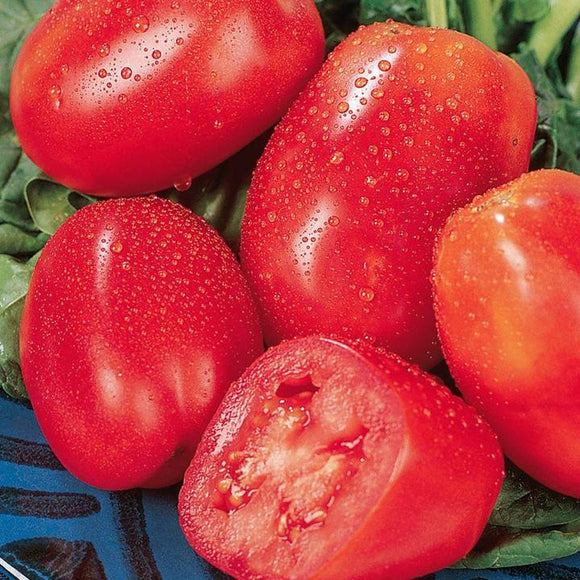 Gusto Italia San Marzano Tomato Seed